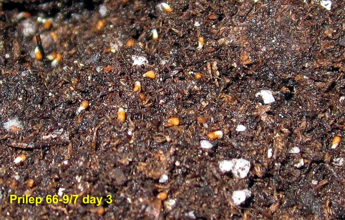 Garden20250306_7515_Prilep66_9_7_germinationDa3_700a.jpg