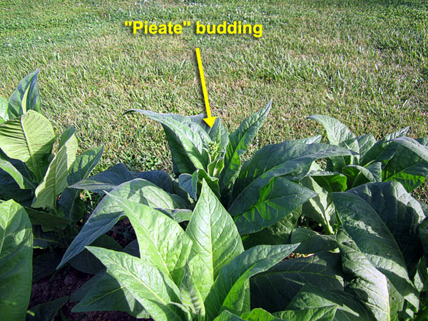 Garden20220629_6507_Pieate_budding_600.jpg
