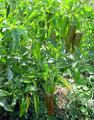 Garden20130915_971_pepperoncini_darkening_300.jpg