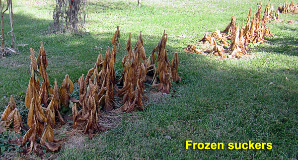 Garden20211111_6109_frozenSuckers_600.jpg