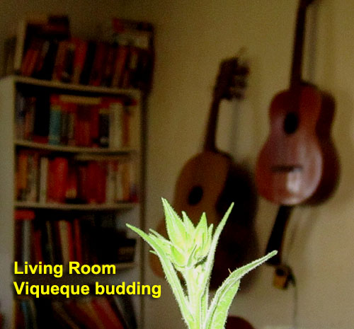 Garden20201103_5523_Viqueque_livingRoomBud_500.jpg