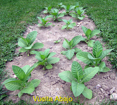 Garden20150617_1825_VueltaAbajo_bed_400.jpg