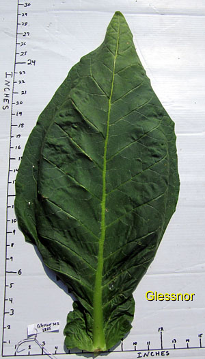 Garden20120721_387_Glessnor_leafSize_300.jpg