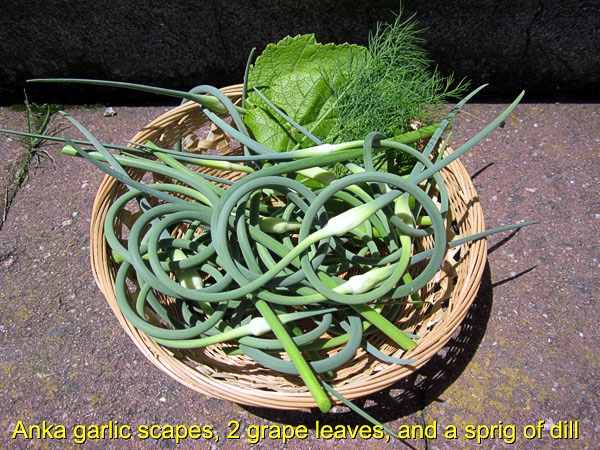 Garden20170615_2721_garlicScapePickles_picked_600.jpg