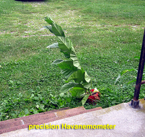 Garden20210712_5843_Havanemometer_500.jpg
