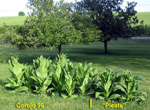 Garden20220629_6506_Corojo99_Pieate_bed_600.jpg