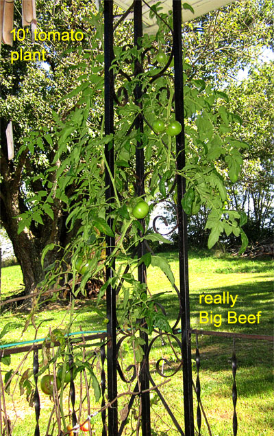 Garden20181001_3938_BigBeef_10foot_400.jpg