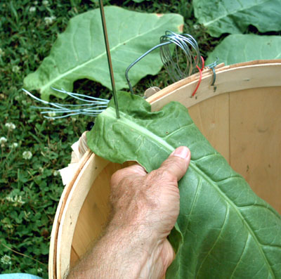 Garden_20110723_27_BasketSkeweringLeaf_400.jpg