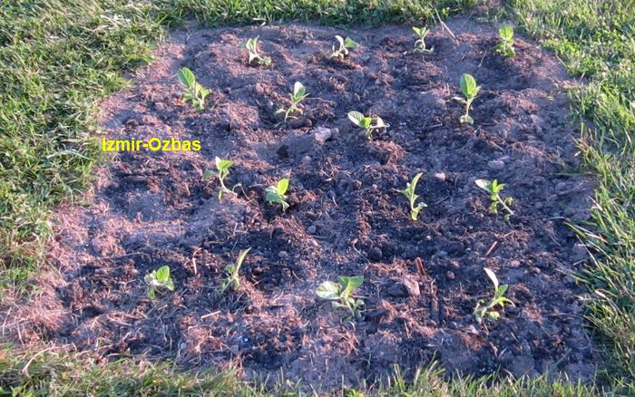 Garden20260531_7762_IzmirOzbas_transplanted_700.jpg