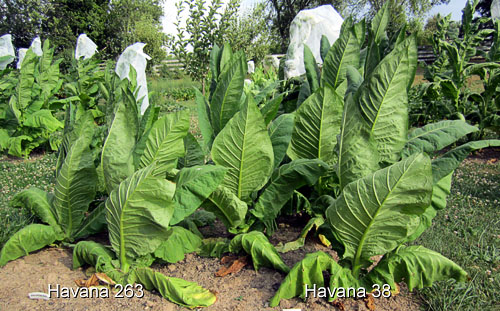 Garden20120709_329_Havana263_Havana38_500.jpg