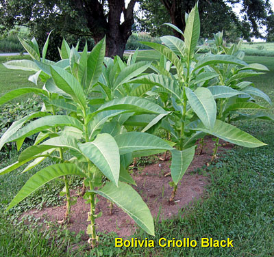 Garden20130722_821_BoliviaCriolloBlack_entirePlant_400.jpg