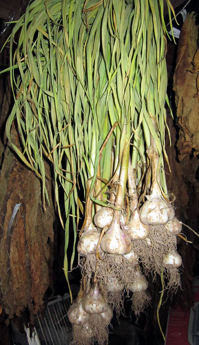Garden20150617_1832_garlicInShed_400.jpg