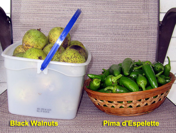 Garden20211102_6097_walnuts_BasquePeppers_600.jpg