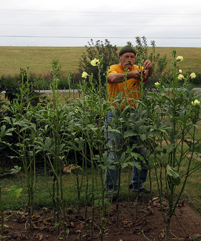 Garden20160916_2301_BobCuttingOkra_400.jpg