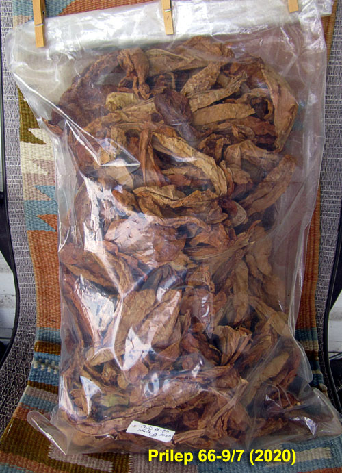 Garden20201110_5535_Prilep_bagged_500.jpg