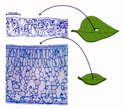leafThickThinXSections_400.jpg