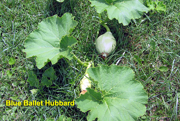 Garden20230705_7092_BlueBalletHubbard_600.jpg