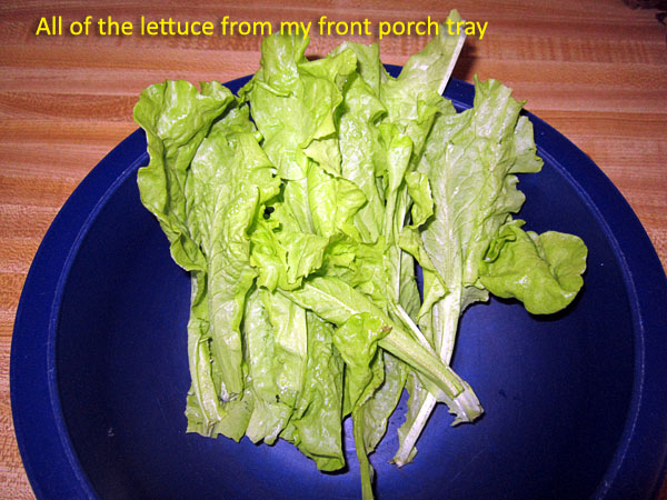 Garden20180801_3722_porchLettuce_600.jpg
