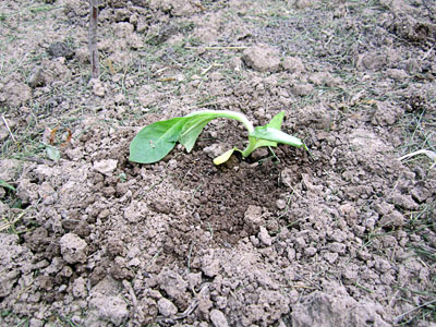 Garden20130517_618_BBseedlings_plantedWCurve_400.jpg