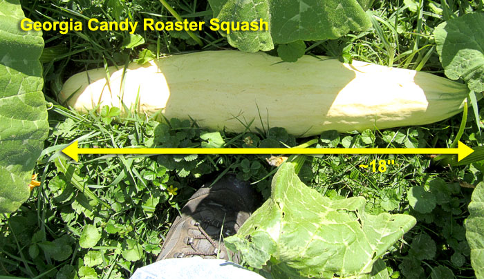 Garden20190714_4536_GACandyRoasterSquash_700.jpg
