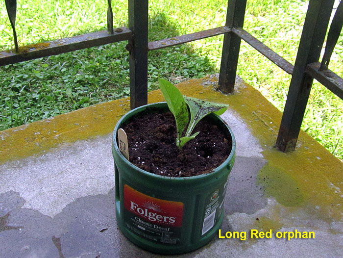 Garden20260605_7765_LongRed_toPot_700.jpg