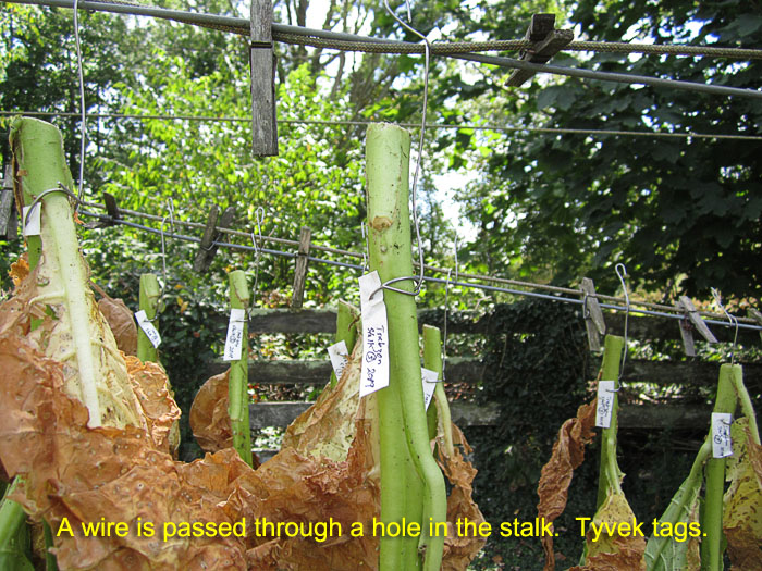 Garden20190818_4654_Trabzo_stalks_hanging_DETAIL_700.jpg
