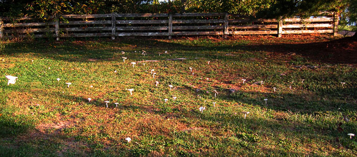 Garden20231004_7260_mushroomsAtSunset_700.jpg