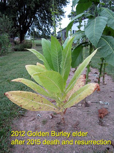 Garden20150907_2096_GoldenBurley_elder_400a.jpg