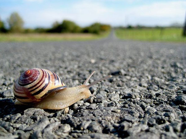 snailOnRoad.jpg