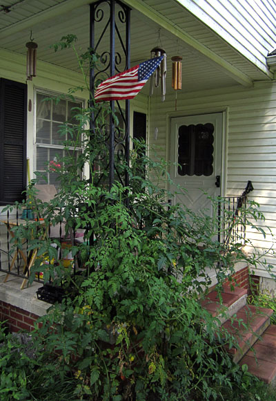 Garden20140805_1428_yellowPearTomato_8ft_400.jpg