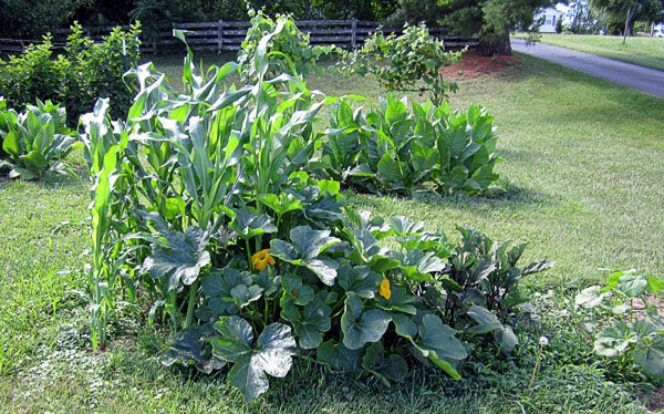 Garden20210703_5815_veggieBed_corn_600.jpg