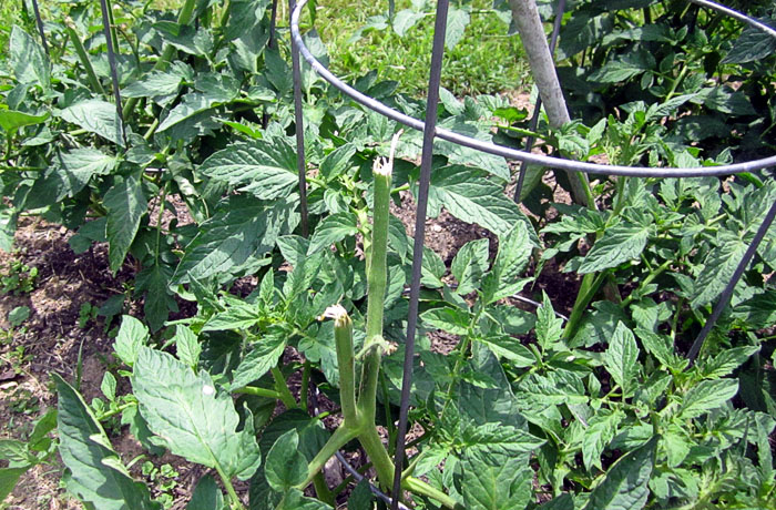 Garden20260621_7785_tomatoes_pruned_closeup_700.jpg