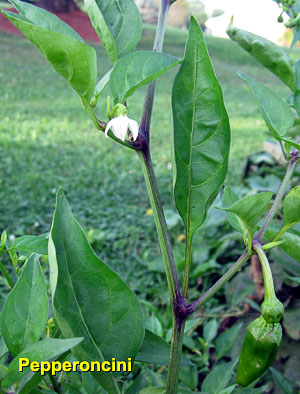 Garden20130810_884_Pepperoncini_blossom_300.jpg