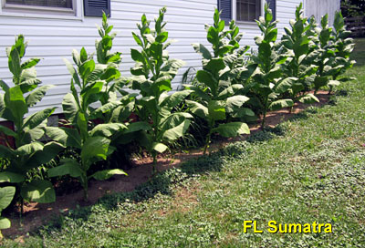 Garden20140724_1369_FLSumatra_bed_400.jpg