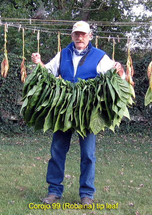 Garden20170909_3046_Corojo99_tips_Bob_500.jpg