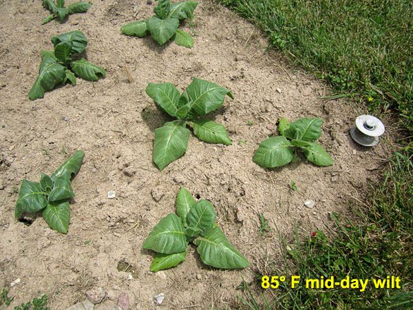Garden20210606_5734_LAssomption_mid-dayWilt_600a.jpg