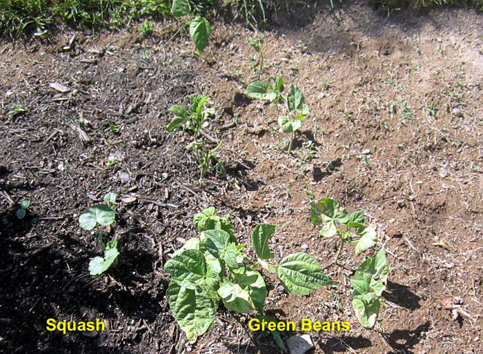 Garden20260704_7796_veggieBed_E_700.jpg