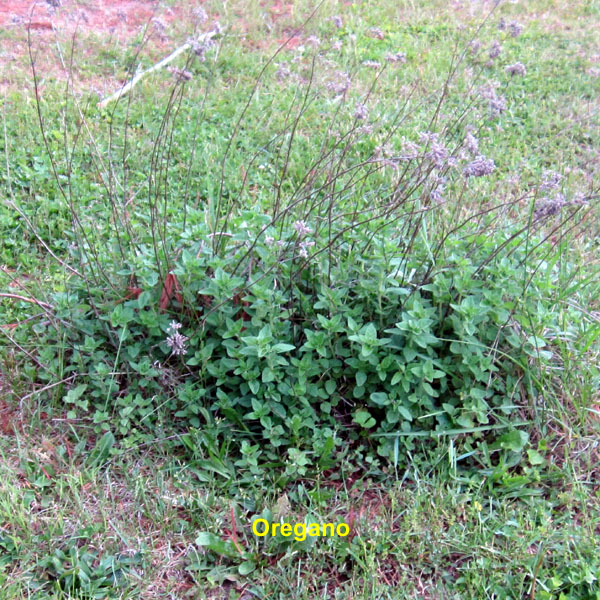 Garden20250511_7566_Oregano_600.jpg