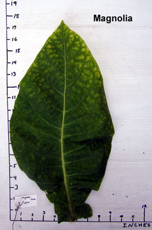 Garden20140922_1576_Magnolia_leafSize_300.jpg