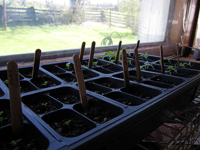 Garden20170408_2546_1020Tray_babies_400.jpg