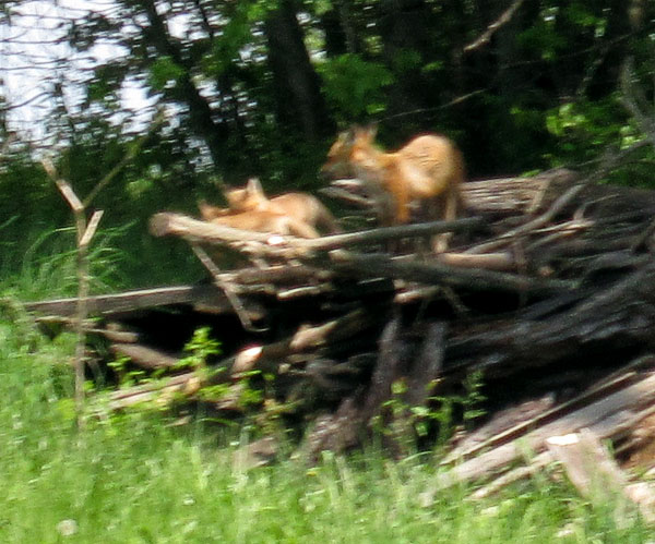 Garden20150508_1760_FoxAndKits_Closeup_600.jpg