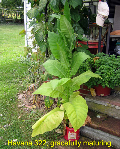 Garden20170907_3042_Havana322_potted_maturing_400.jpg