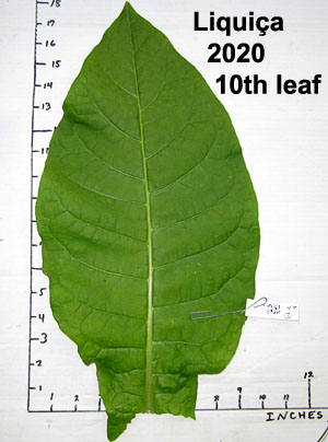 Garden20201001_5442_Liquica_leafSize_300.jpg