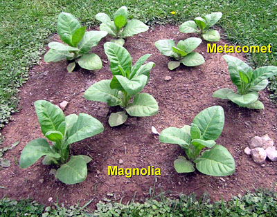 Garden20140621_1244_Magnolia_Metacomet_bed_400.jpg