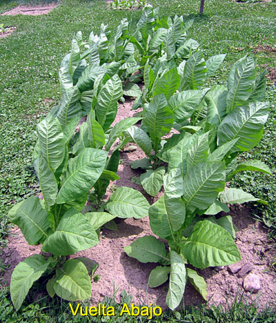 Garden20150630_1858_VueltaAbajo_bed_400.jpg