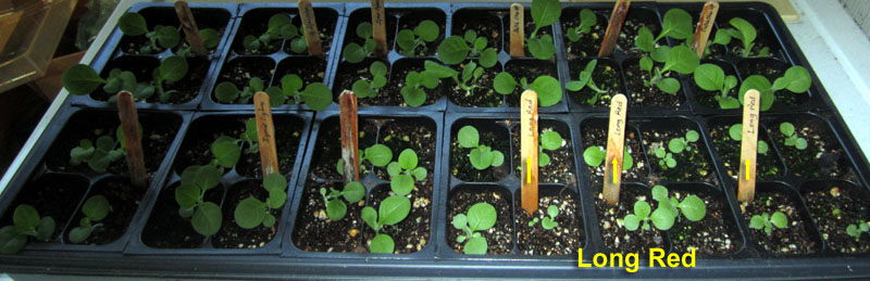 Garden20260417_7743_1020tray_4weeks_LongRed_800.jpg