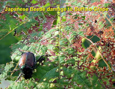 Garden20130810_882_JapaneseBeetle_damage_Grape_400.jpg