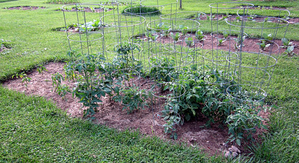 Garden20170613_2719_tomatoesPeppers_600.jpg