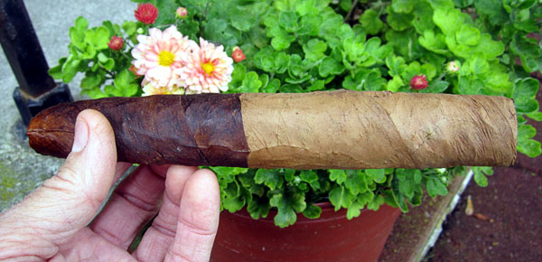 Garden20170428_2578_cigar_3leaf2tone_600.jpg