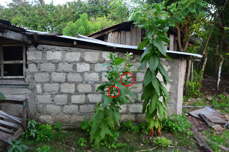 Sumba_RindiSeedPlant_27.jpg